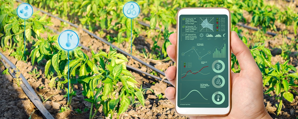 Farmer hold a smartphone on a background of a pepper plantation. Agricultural startup. Automation and crop quality improvement. High technology, innovation. Scientific research.